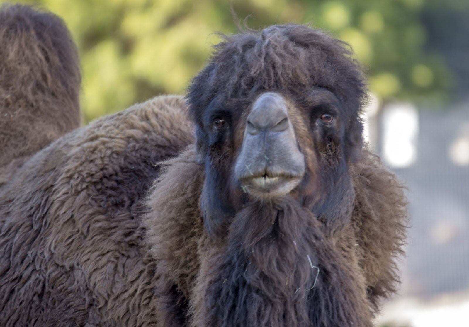 San Diego Zoo Part I 030